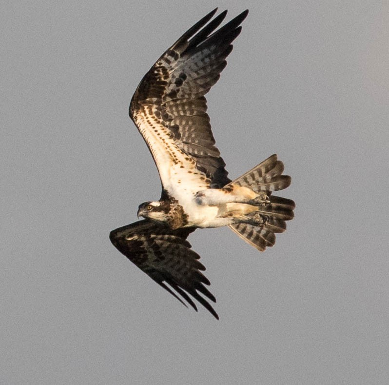 Osprey - ML623794594
