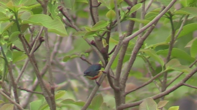 Fire-breasted Flowerpecker - ML623794595