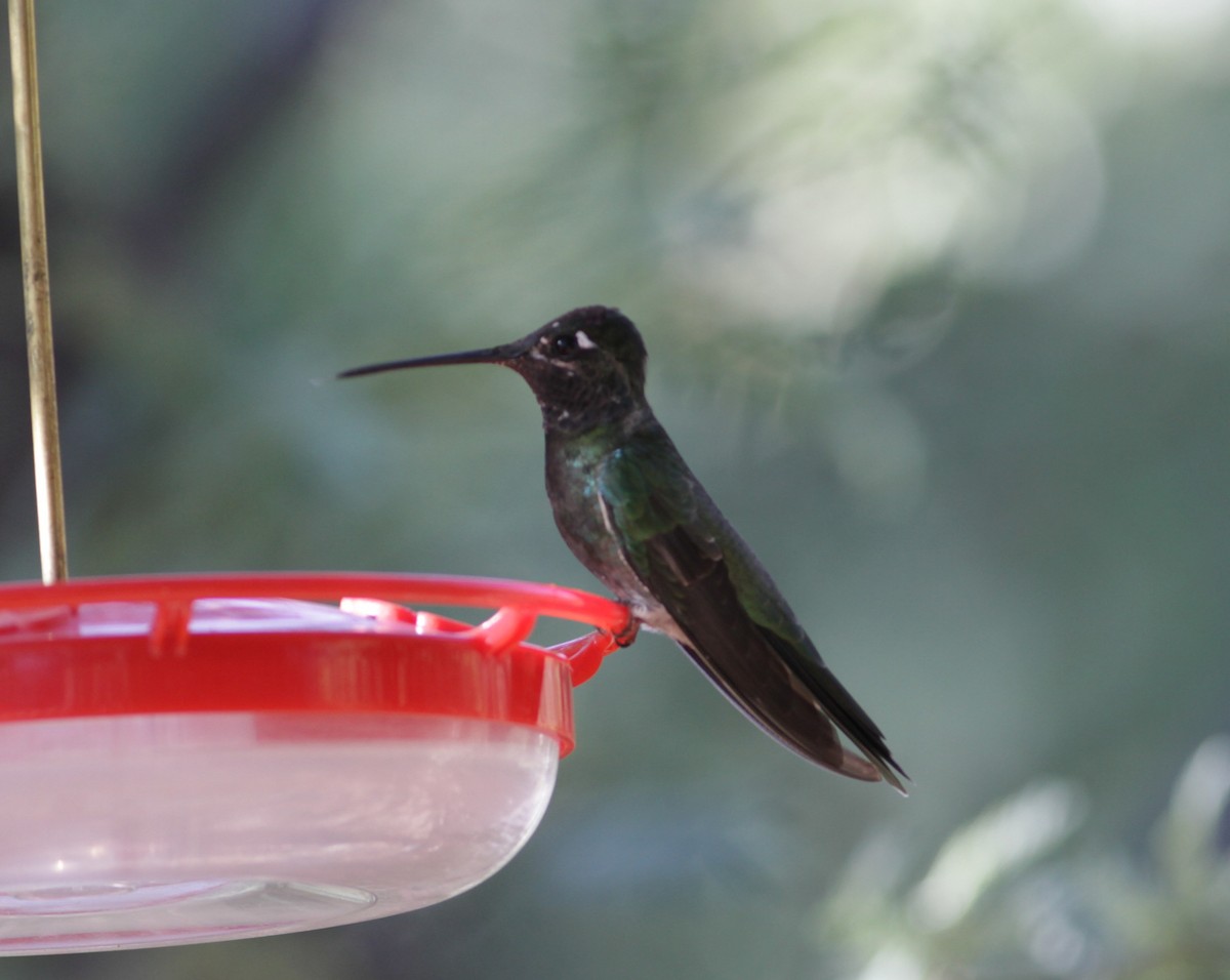 Rivoli's Hummingbird - ML623794603