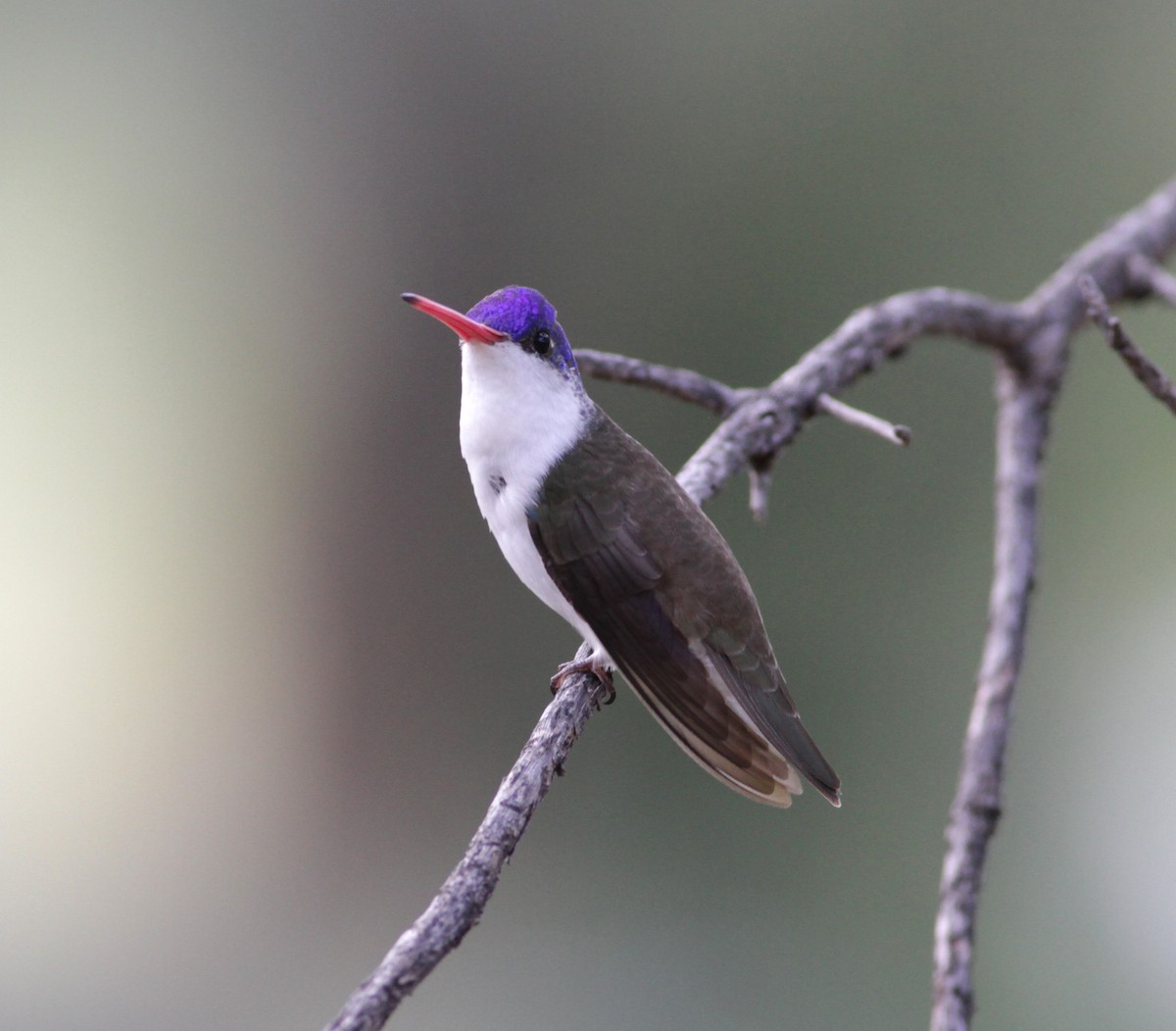 Violet-crowned Hummingbird - ML623794622