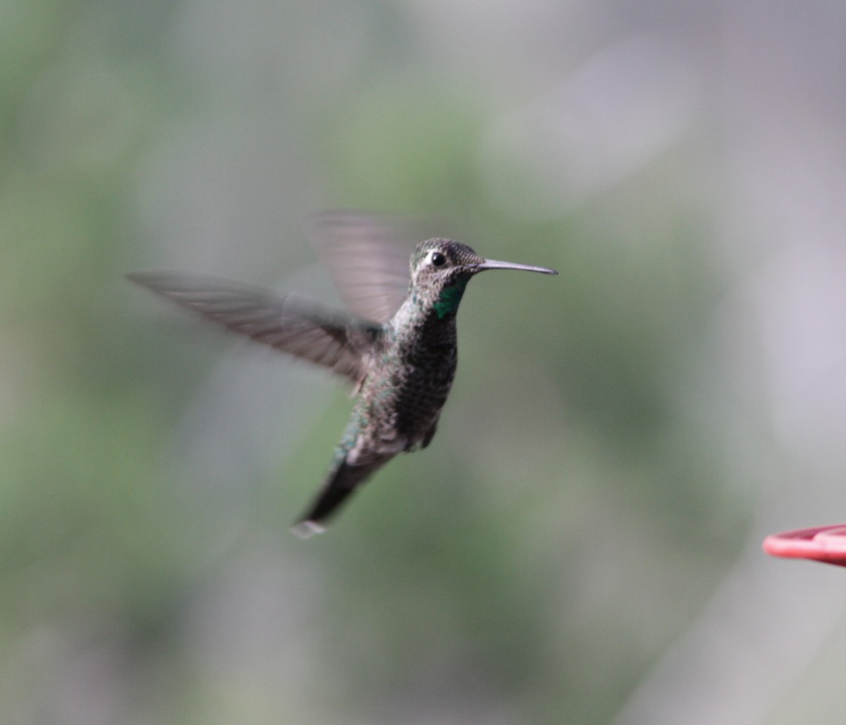 Rivoli's Hummingbird - ML623794627