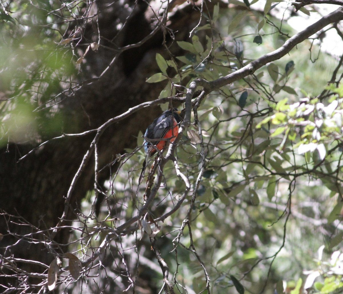 Coppery-tailed Trogon - ML623794637