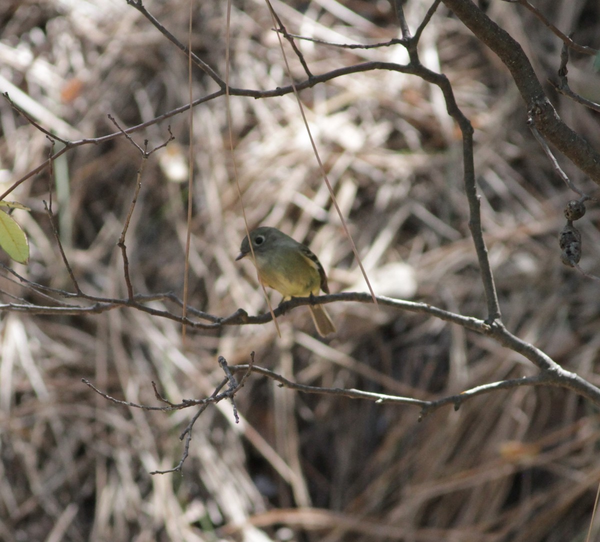 Hammond's Flycatcher - ML623794638
