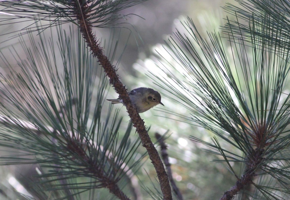 Olive Warbler - ML623794647