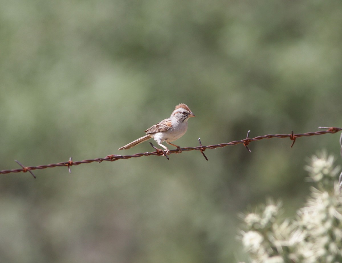 Rufous-winged Sparrow - ML623794659