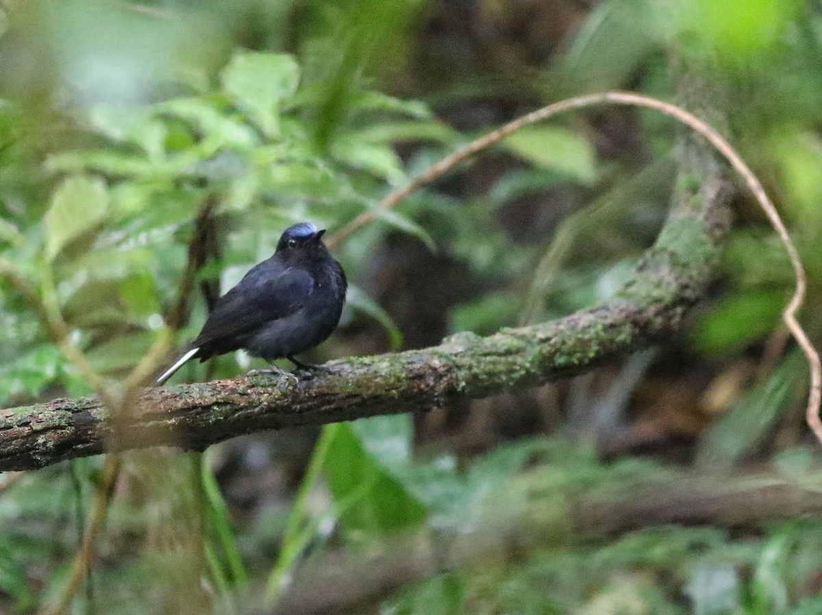 White-tailed Robin (White-tailed) - ML623794664