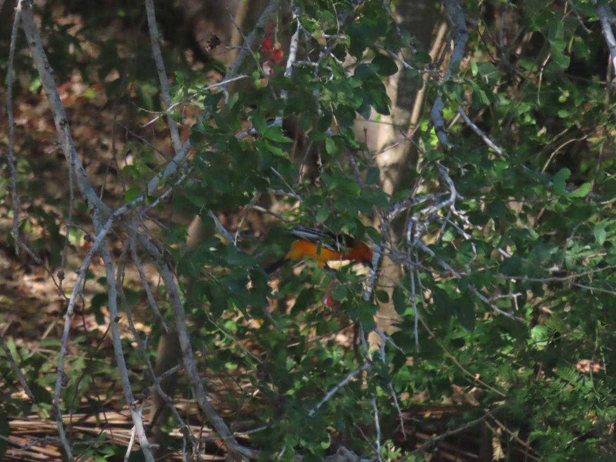 Streak-backed Oriole - ML623794671