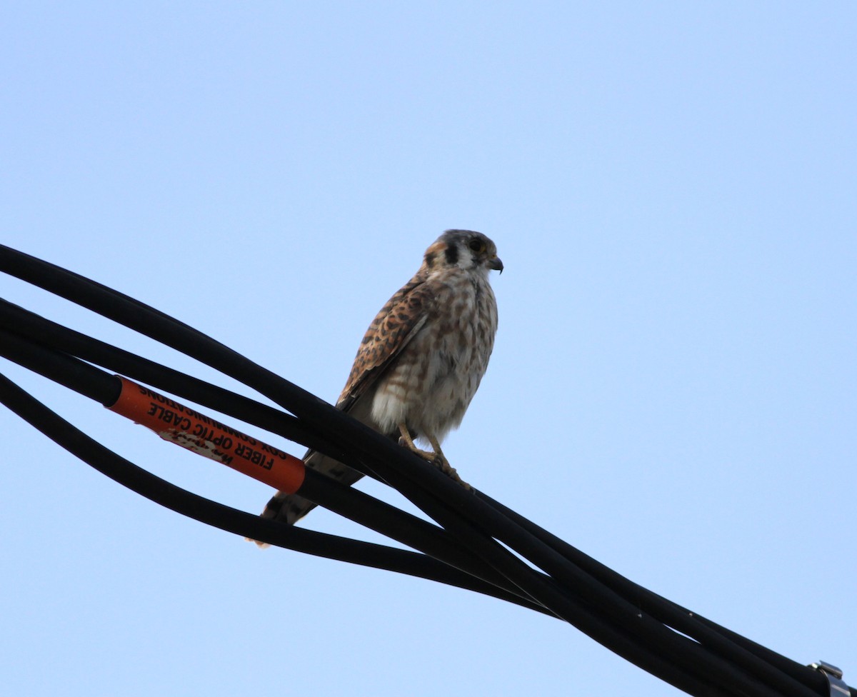 American Kestrel - ML623794675