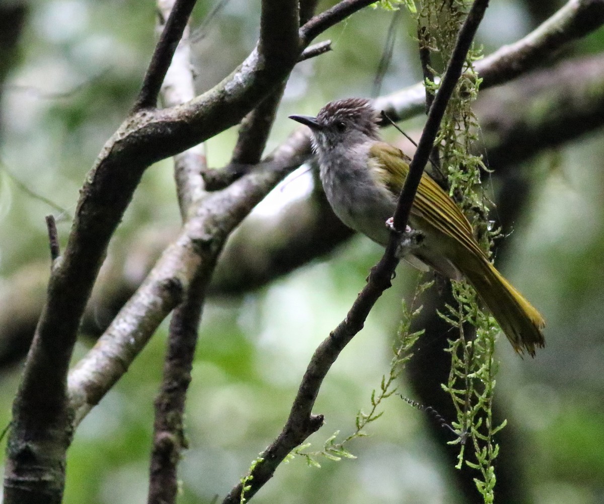 Mountain Bulbul - ML623794677