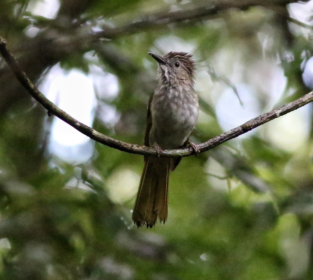 Mountain Bulbul - ML623794678