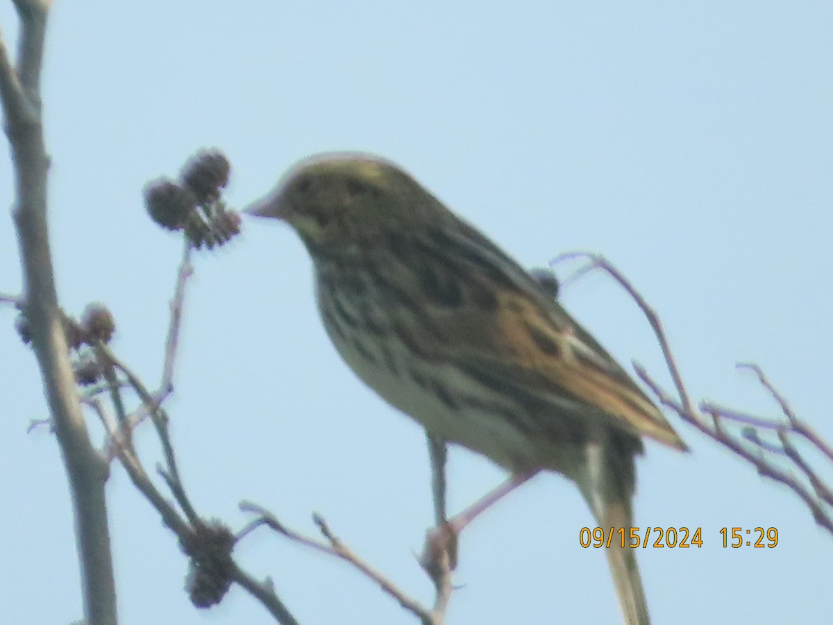 Savannah Sparrow - ML623794687