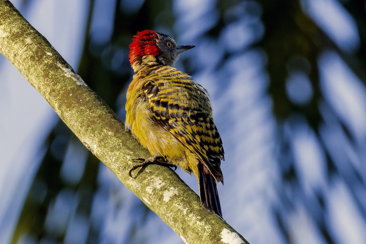 Hispaniolan Woodpecker - ML623794697