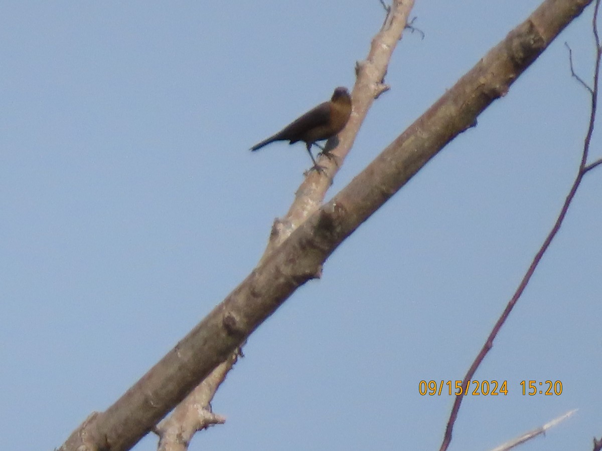 Rusty Blackbird - ML623794698