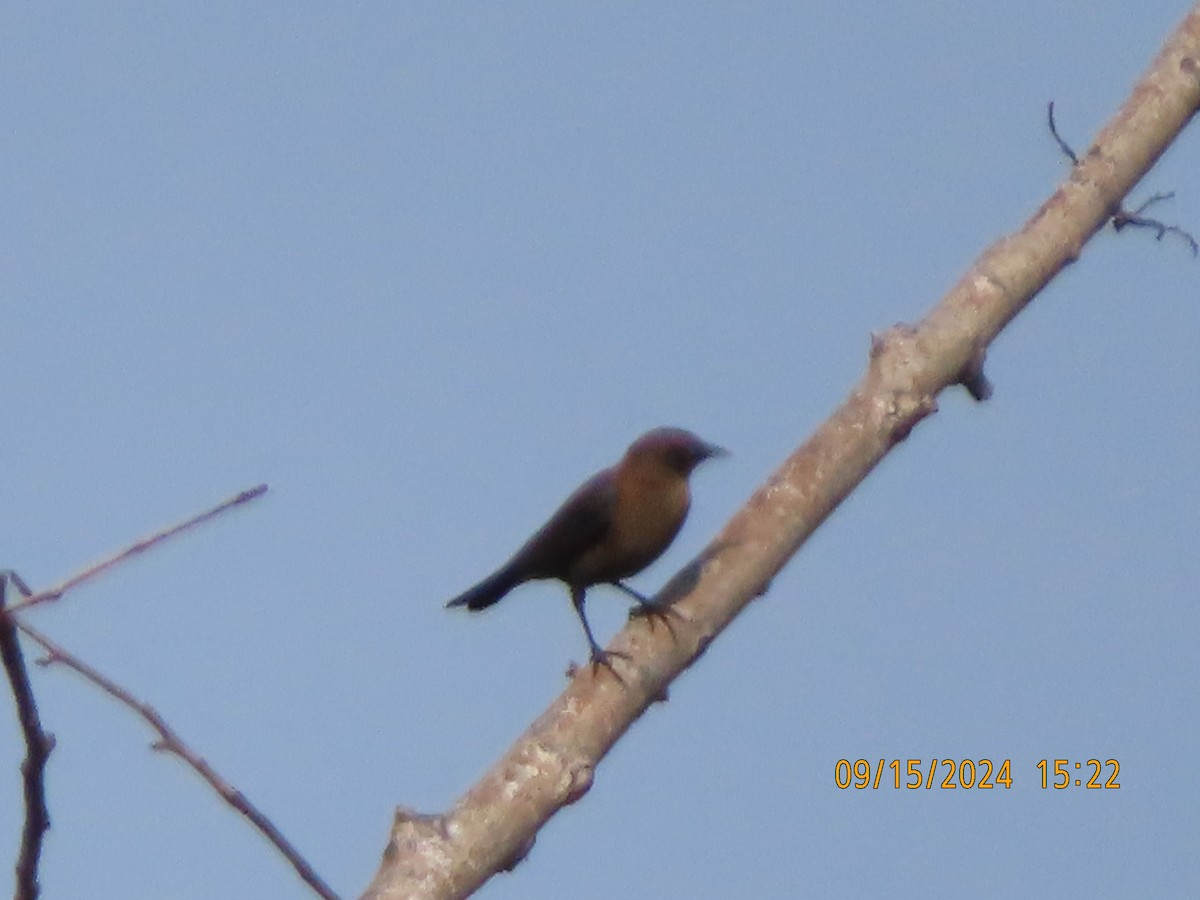 Rusty Blackbird - ML623794699