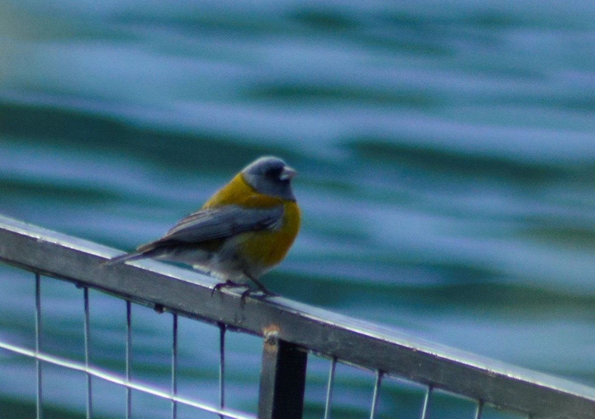 Gray-hooded Sierra Finch - ML623794704