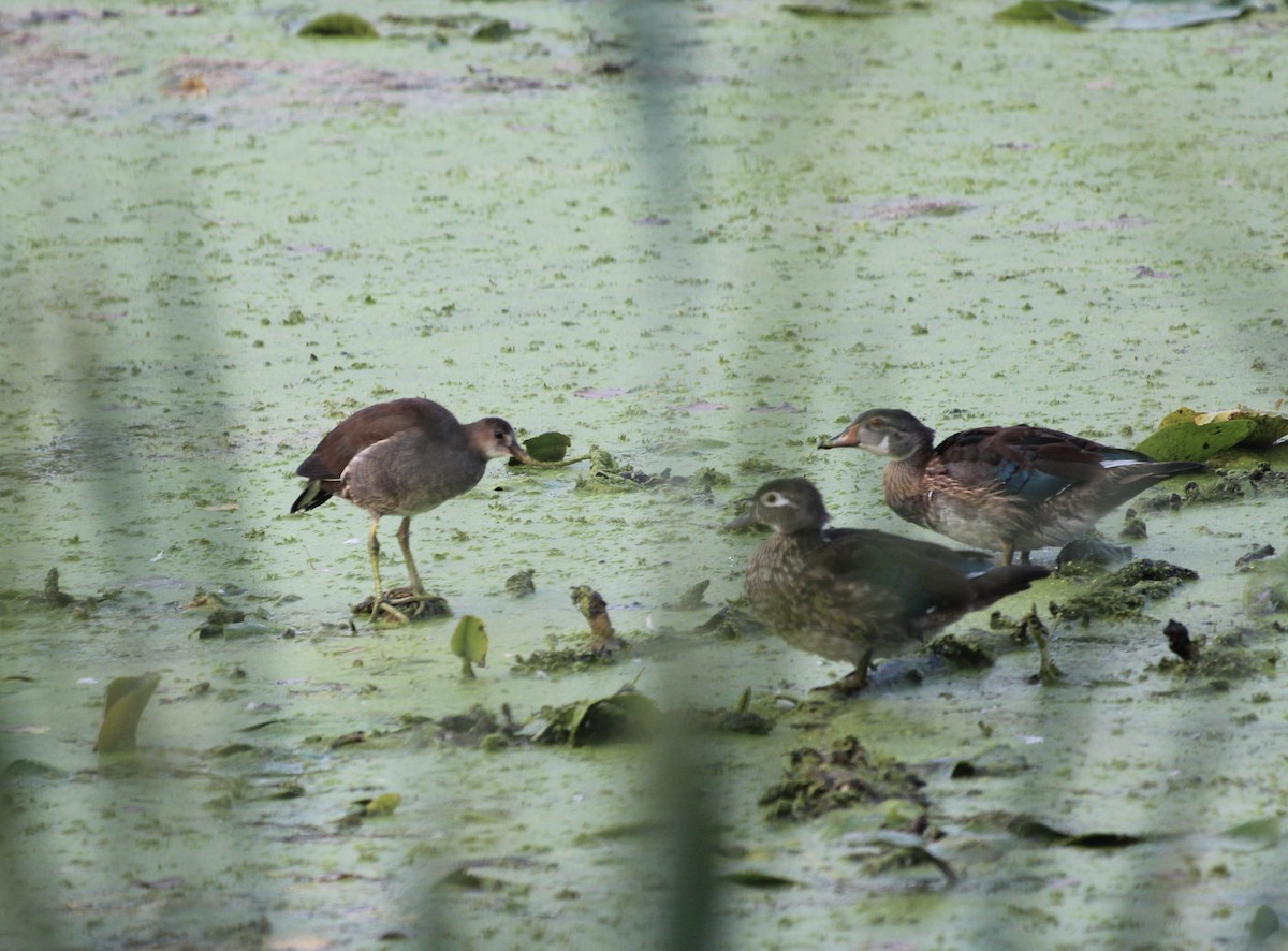 Common Gallinule - ML623794740