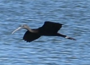 Glossy Ibis - ML623794751