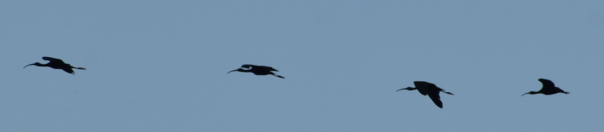 Glossy Ibis - ML623794752