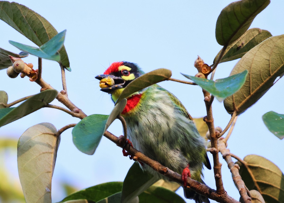 Coppersmith Barbet - ML623794760