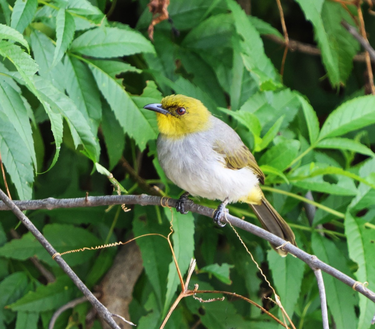 Yellow-throated Bulbul - ML623794778