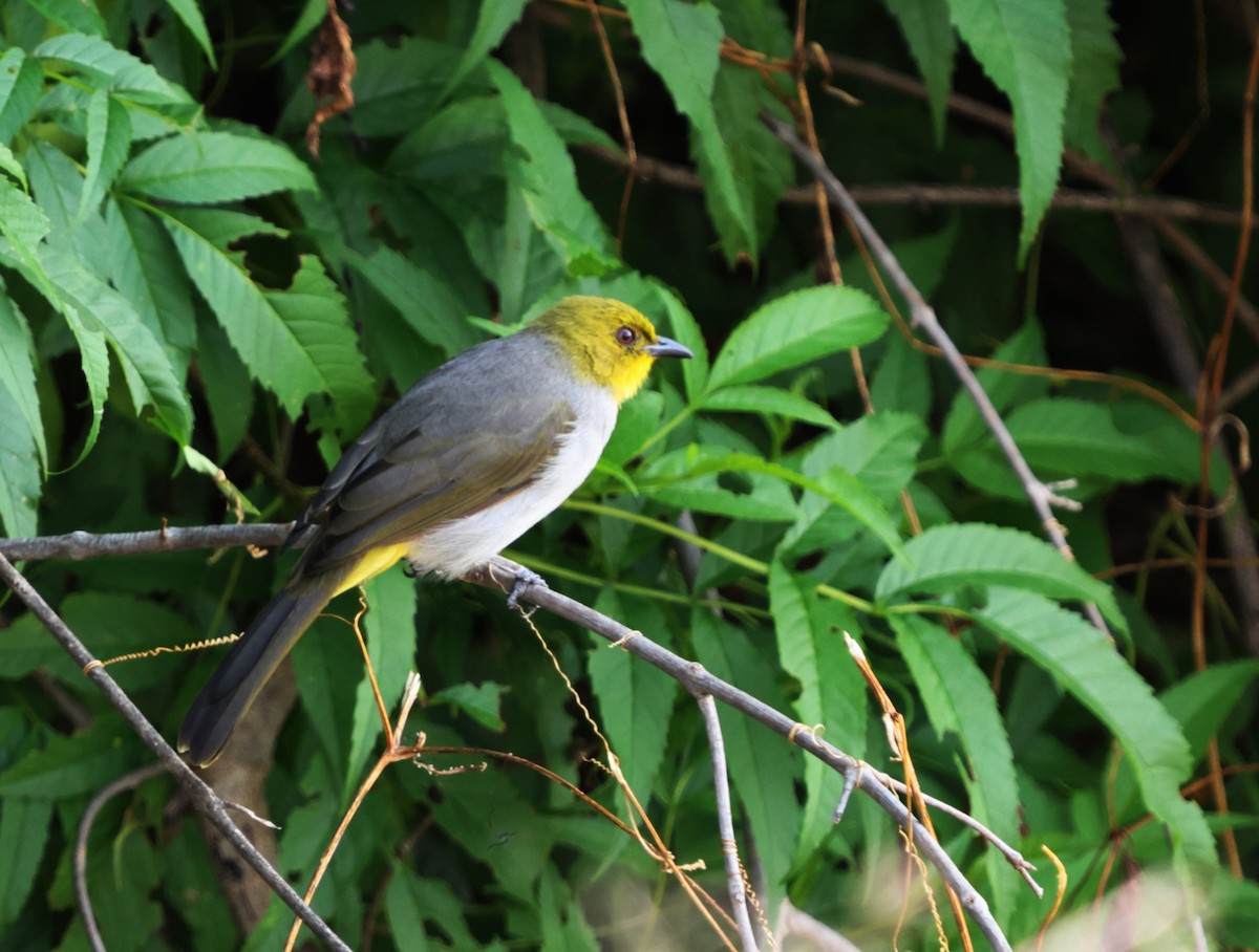 Yellow-throated Bulbul - ML623794779