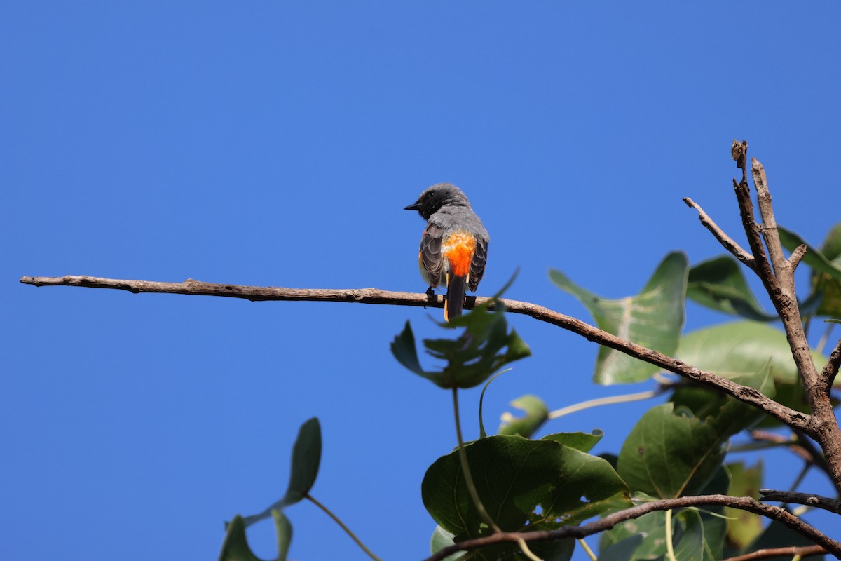 Small Minivet - ML623794789