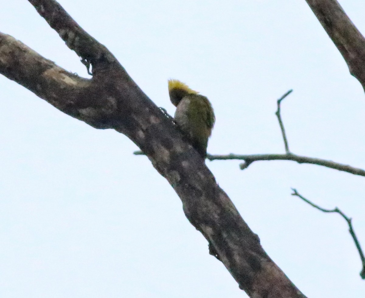 Lesser Yellownape - Vittorio Pedrocchi