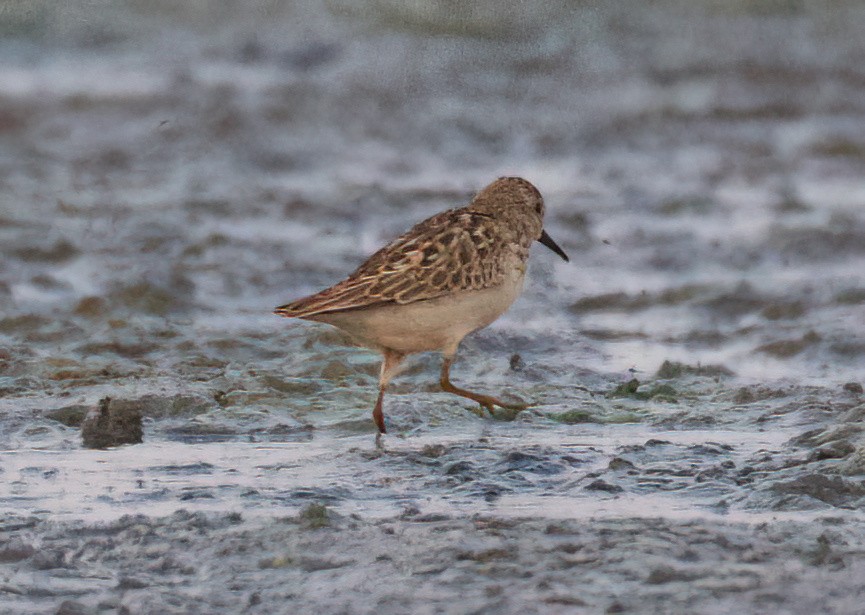 Least Sandpiper - ML623794831