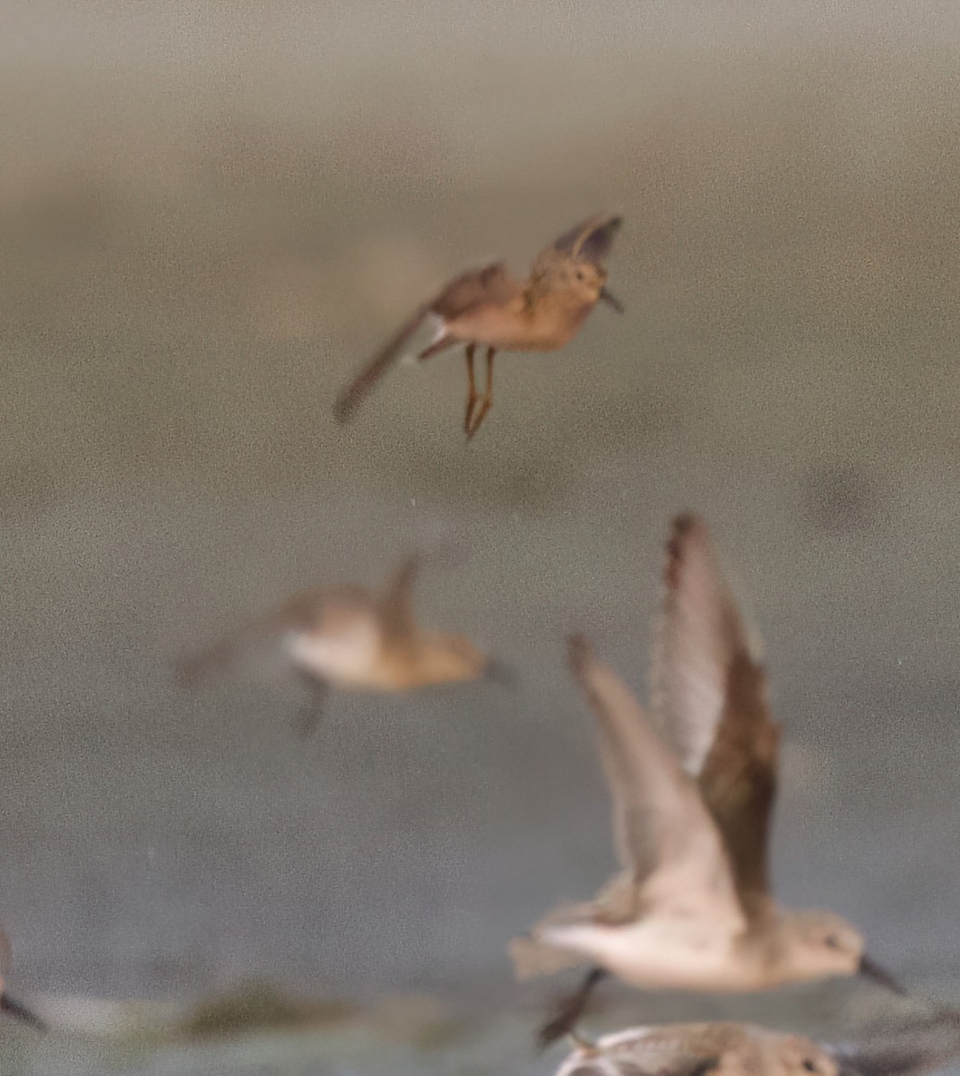 Least Sandpiper - ML623794832
