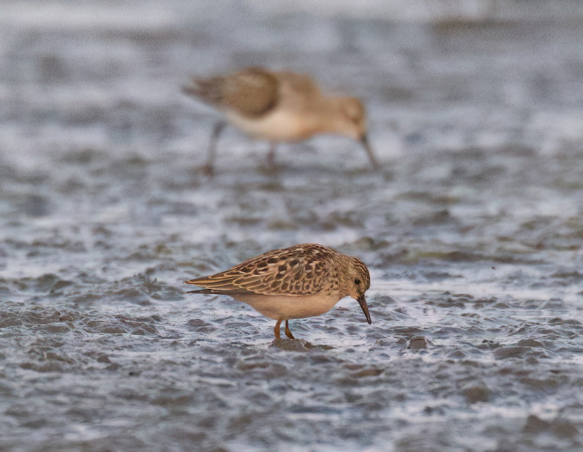 Least Sandpiper - ML623794833