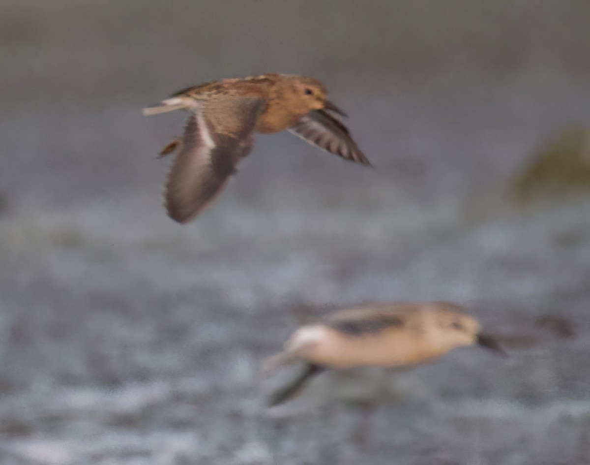 Least Sandpiper - ML623794834