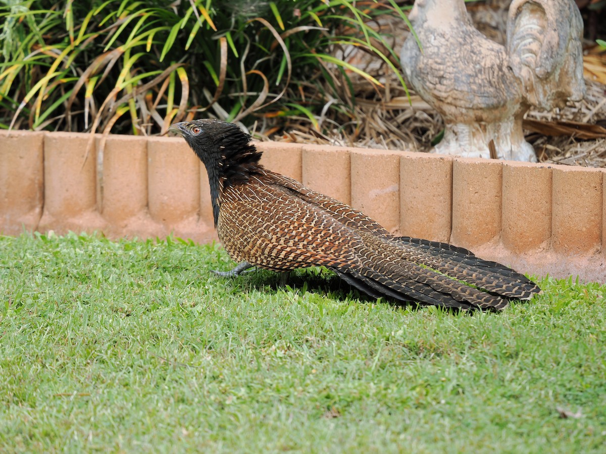 Pheasant Coucal - ML623794850