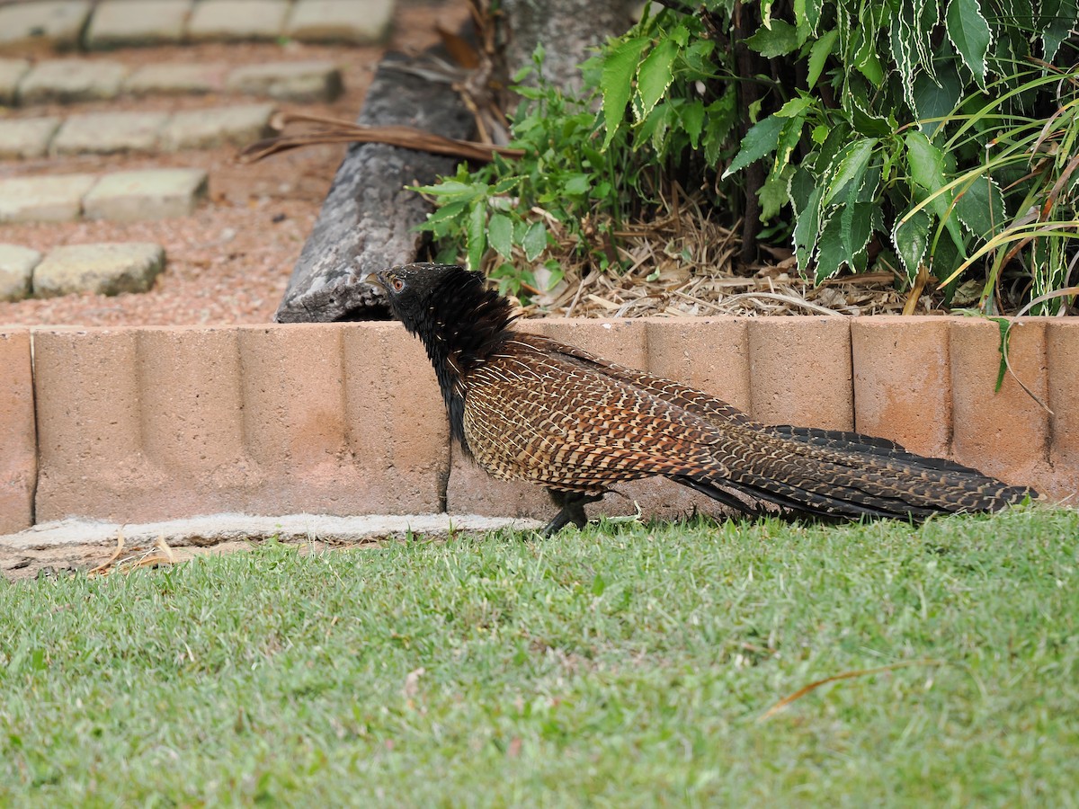 Pheasant Coucal - ML623794866