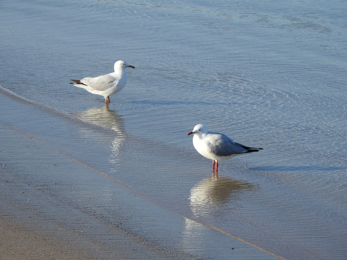 Gaviota Plateada - ML623794877