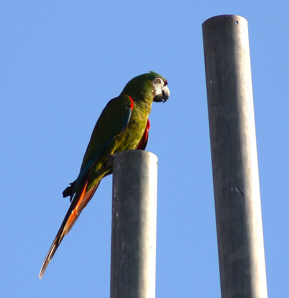 Chestnut-fronted Macaw - ML623794889