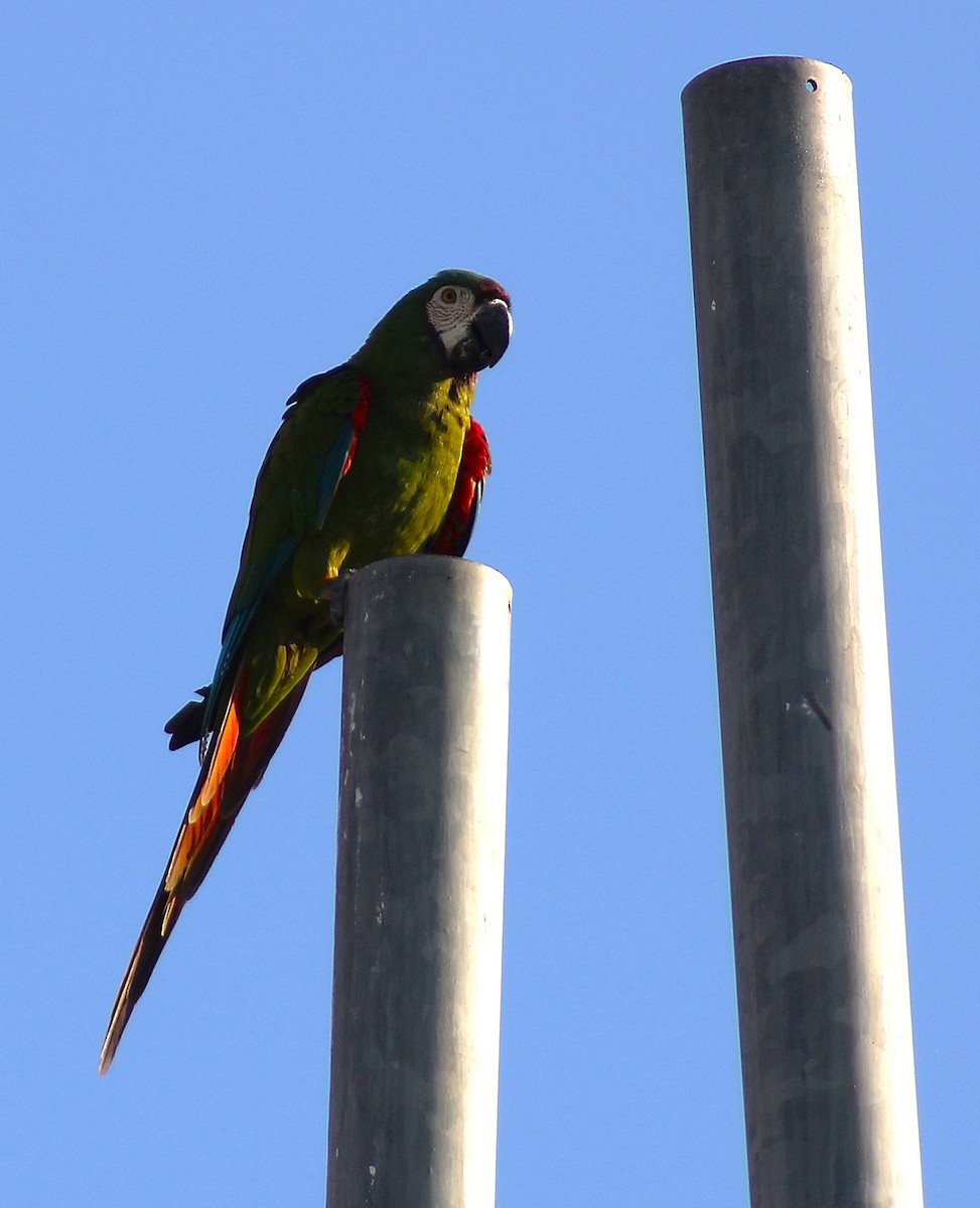 Chestnut-fronted Macaw - ML623794892