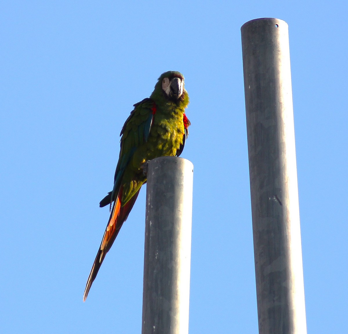 Chestnut-fronted Macaw - ML623794893