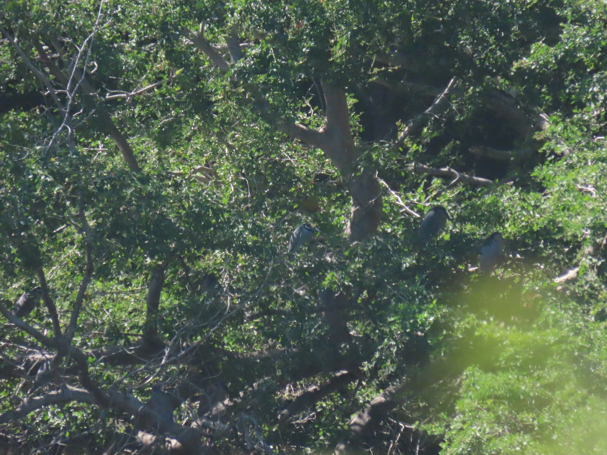 Yellow-crowned Night Heron (Yellow-crowned) - ML623794894