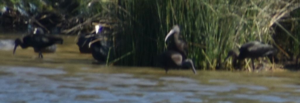 Glossy Ibis - ML623794924