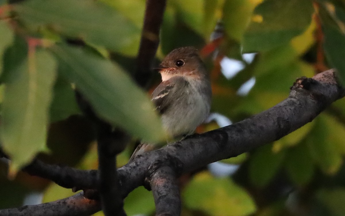 Eastern Wood-Pewee - ML623794928