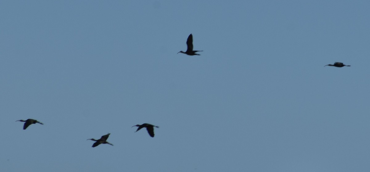 Glossy Ibis - ML623794930