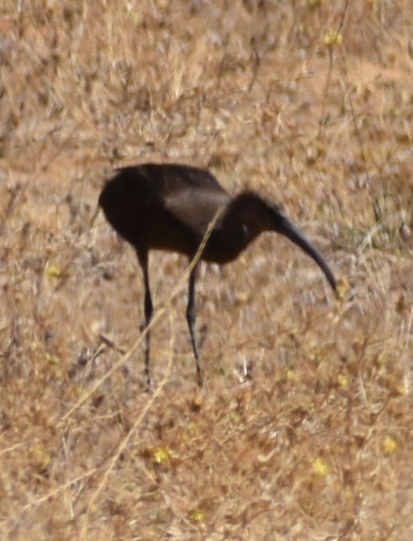 Glossy Ibis - ML623794937