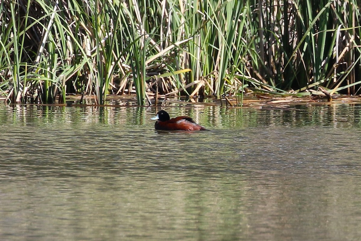 Blue-billed Duck - ML623794952