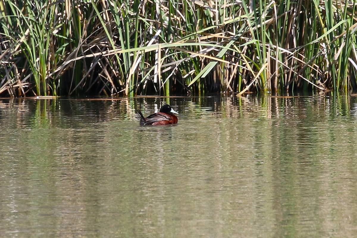 Blue-billed Duck - ML623794953