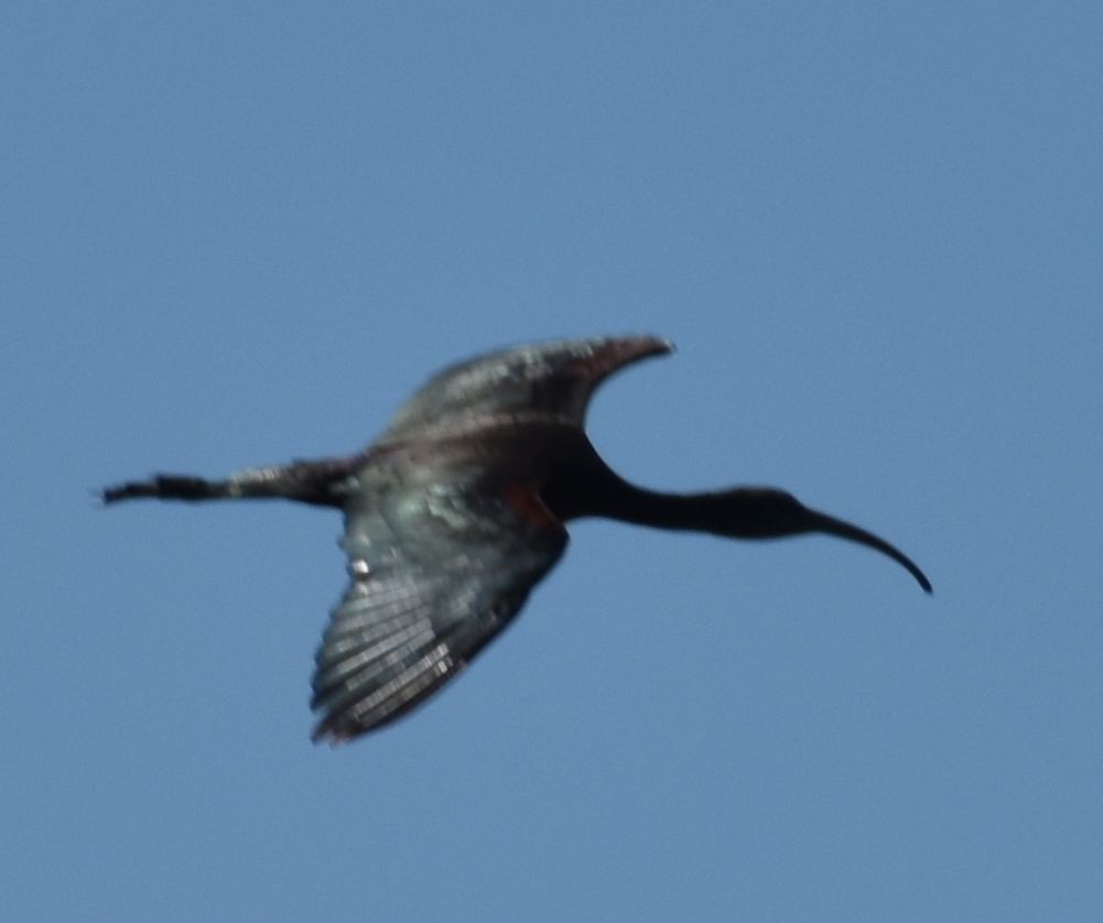 Glossy Ibis - ML623794999