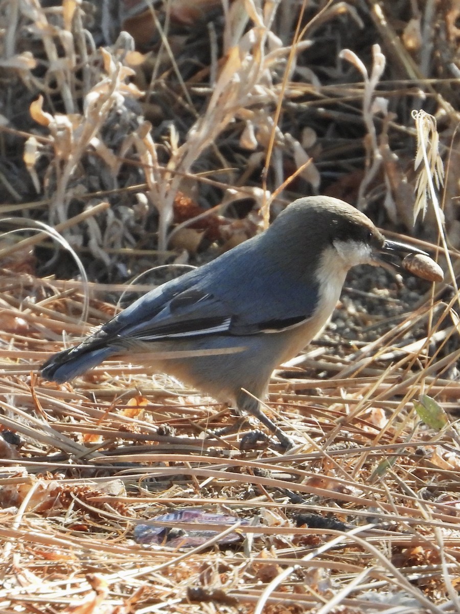 Pygmy Nuthatch - ML623795002