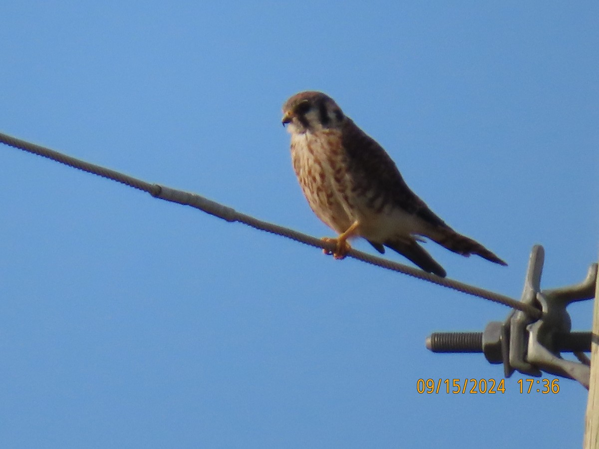 American Kestrel - ML623795019