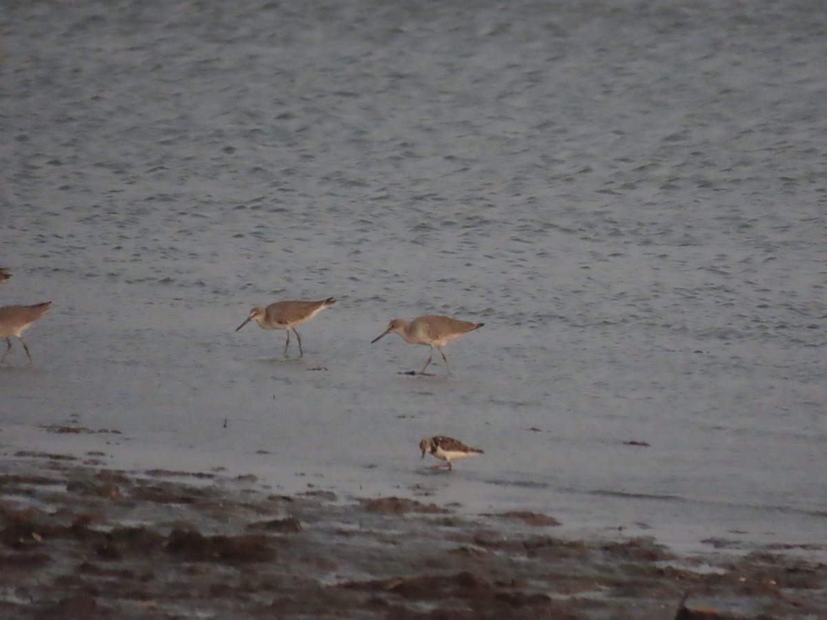 Willet (Western) - Erik Van Den Kieboom