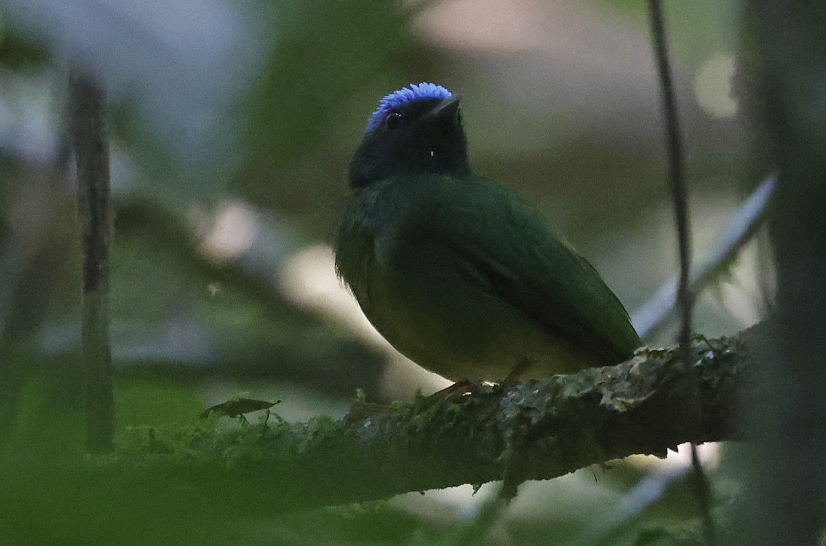 Blue-capped Manakin - ML623795056