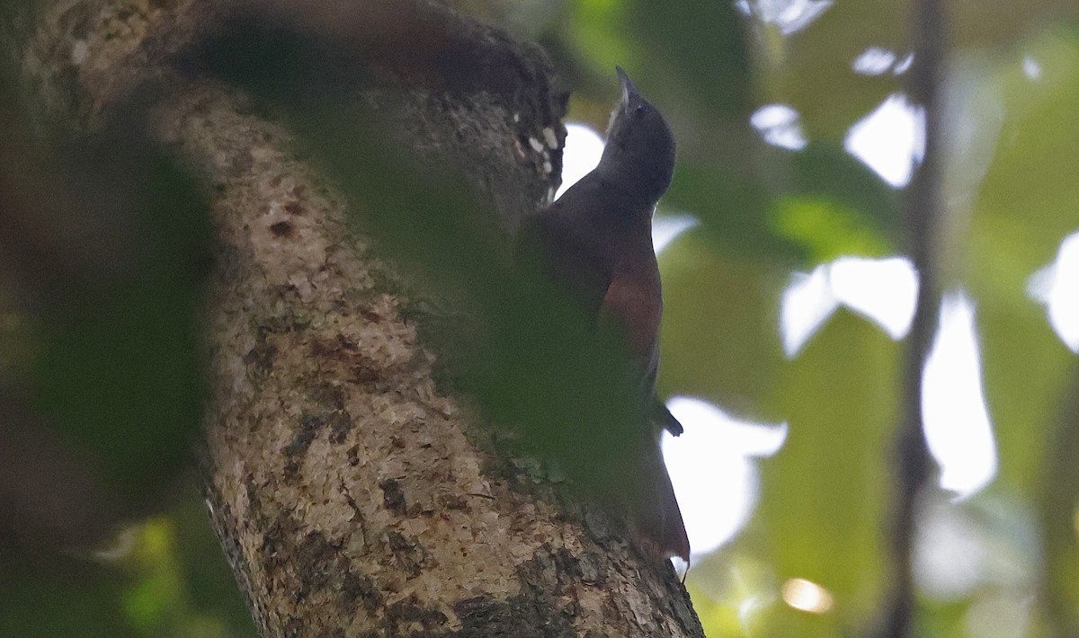 Olivaceous Woodcreeper - ML623795121